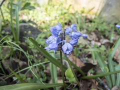 Scilla bithynica