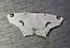 Sericoptera