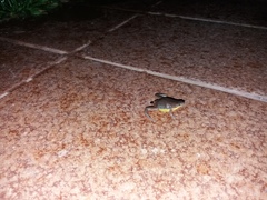 Elachistocleis bicolor