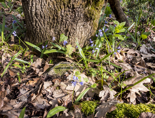Scilla bithynica