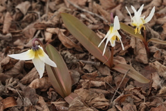 Erythronium krylovii