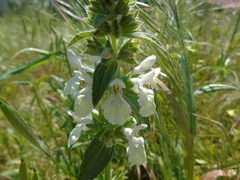 Stachys spinulosa