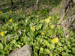 Doronicum caucasicum