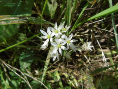 Allium trifoliatum