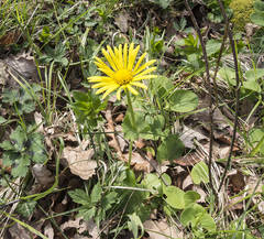 Doronicum caucasicum