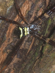 Argiope reinwardti