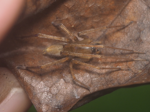 Cheiracanthium approximatum · iNaturalist Mexico