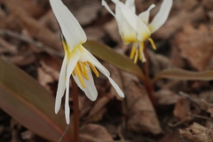 Erythronium krylovii