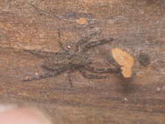 Spartaeus spinimanus