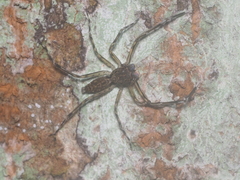 Spartaeus spinimanus