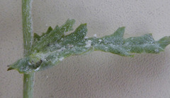 Neoerysiphe kerribeeensis image