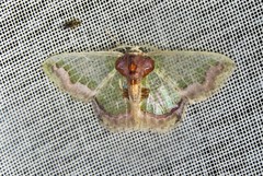 Hyalochlora splendens