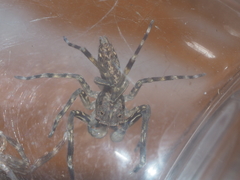 Spartaeus spinimanus