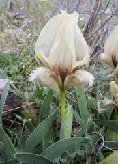 Iris suaveolens