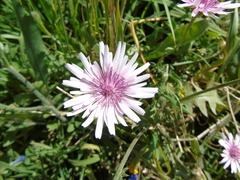 Crepis rubra