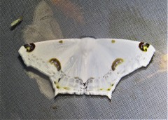 Sericoptera