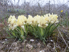 Iris suaveolens