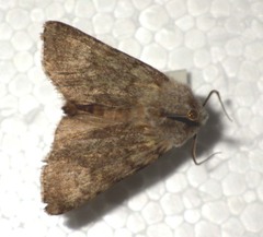 Agrotis simplonia