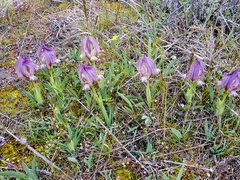 Iris suaveolens