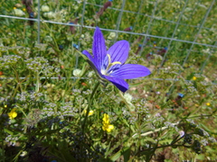 Campanula ramosissima
