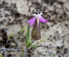 Silene conica