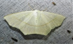 Tetracis