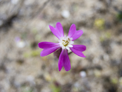 Silene conica