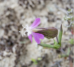 Silene conica