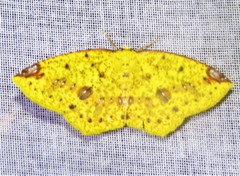Periclina