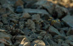 Anisotome filifolia
