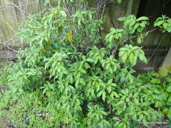 Cornus capitata