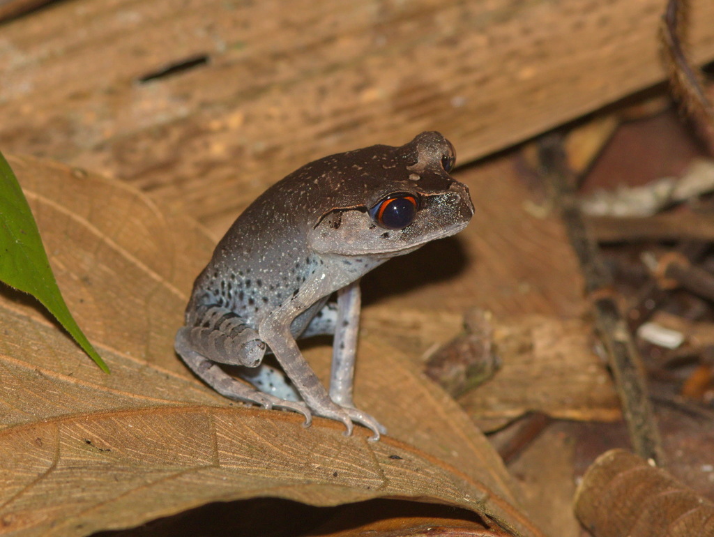 Red-Eyed Spadefoot Toad