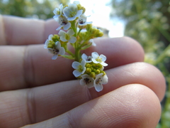 Crambe hispanica