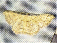 Cyclophora coecaria