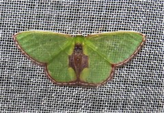 Synchlora astraeoides