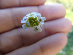 Crambe hispanica