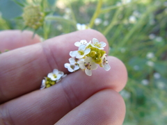 Crambe hispanica