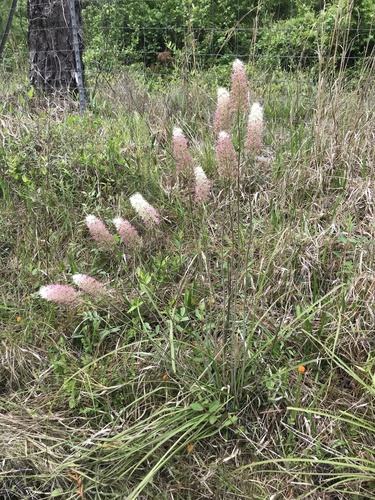 Stenanthium densum image