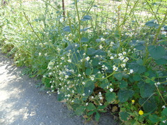 Crambe hispanica