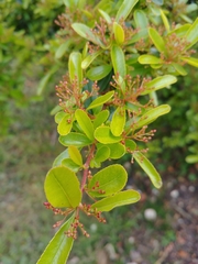 Magnoliopsida