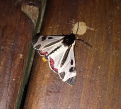 Dysschema centenaria