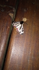 Dysschema centenaria