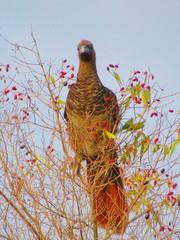 Ortalis squamata
