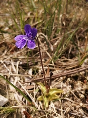 Pinguicula grandiflora