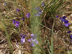 Pinguicula grandiflora