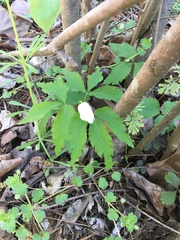 Anemonoides lancifolia