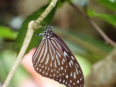 Ideopsis vulgaris macrina