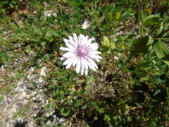 Crepis rubra