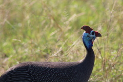 Numida meleagris mitratus