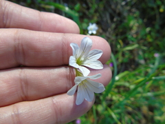 Gagea graeca